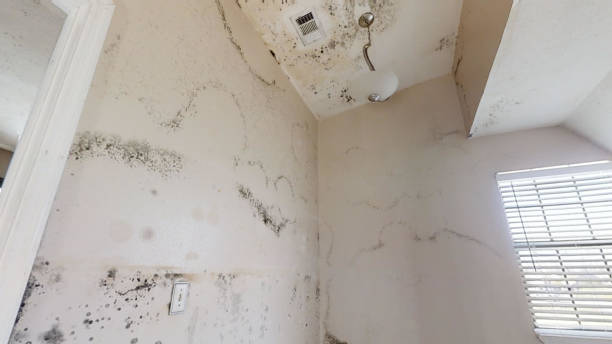 Best Mold Damage Restoration  in Valley Falls, RI