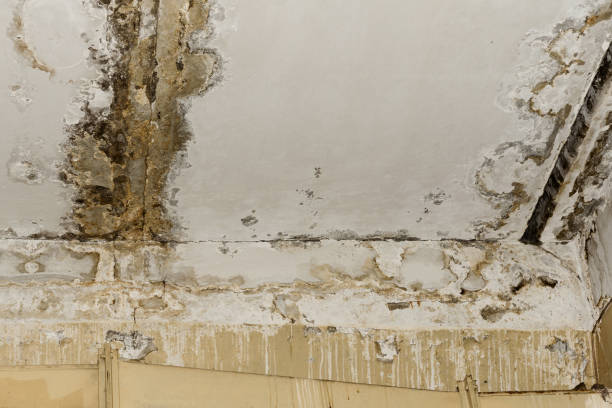 Best Forensic Mold Investigation  in Valley Falls, RI