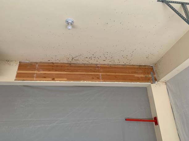 Best Real Estate Mold Inspection  in Valley Falls, RI