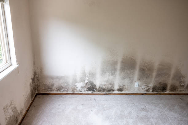 Best Residential Mold Inspection & Testing  in Valley Falls, RI